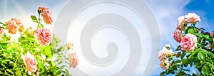 Wide web banner with roses