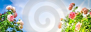 Wide web banner with roses