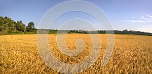 Wide wheat field