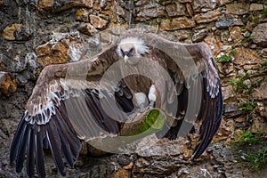 Wide wing span of vulture bird in the cage standing on big wooden stick