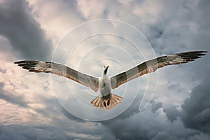 wide wingspan of albatross against cloudy sky