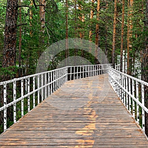 wide wooden bridge with white railings in a dense forest among pine trees