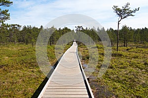 Wide wooden walkway on Viru Raba bog in Estonia going to the a small coniferous forest of pines