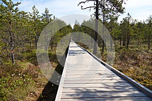 Wide wooden walkway on Viru Raba bog in Estonia going between trees of pines
