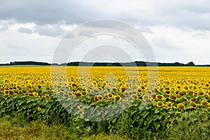 Wide yellow field of sunflowers