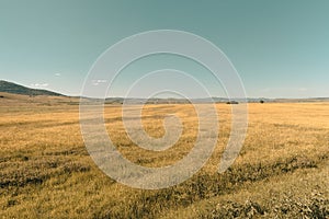 Wide yellow fields in the region of Gjilan, Kosovo