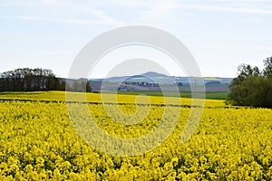 wide yellow fields with a volcano hill, Eifel near Welling and Kruft photo