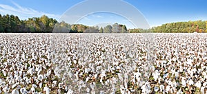 Wideangle shot of cotton field