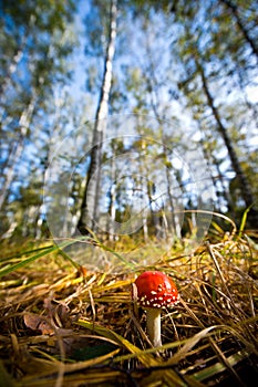 Wideangle view of dangerous red toadstool