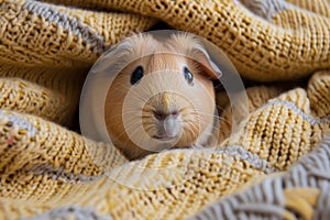 wideeyed guinea pig peeking from a blanket, soft texture