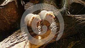 Widescreen of cute ferrets on log