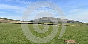 Looking across field with sheep to Binsey photo