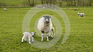 Widescreen of sheep and lambs