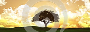 Widescreen sunset tree landscape