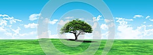 Widescreen tree landscape photo