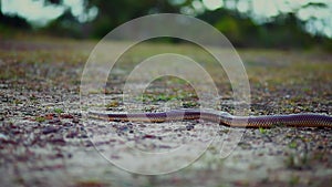 Wideshot of snake slithering through grass plain