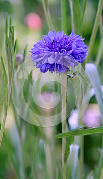 Widespread single blue meadow flower