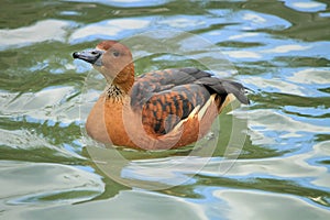 Widgeon female duck on water