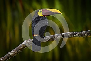 Widlife, bird in forest. Chesnut-mandibled Toucan sitting on the branch in tropical rain with green jungle in background. Wildlife