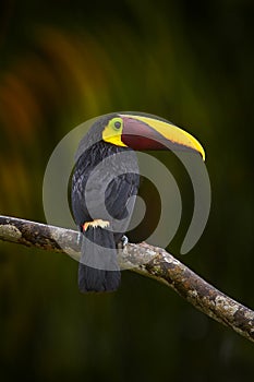 Widlife, bird in forest. Chesnut-mandibled Toucan sitting on the branch in tropical rain with green jungle in background. Wildlife