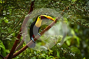 Widlife, bird in forest. Chesnut-mandibled Toucan sitting on the branch in tropical rain with green jungle in background. Wildlife