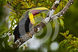 Widlife, bird in forest. Chesnut-mandibled Toucan sitting on the branch in tropical rain with green jungle in background. Wildlife