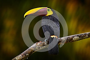 Widlife, bird in forest. Chesnut-mandibled Toucan sitting on the branch in tropical rain with green jungle in background. Wildlife