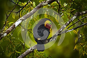 Widlife, bird in forest. Chesnut-mandibled Toucan sitting on the branch in tropical rain with green jungle in background. Wildlife