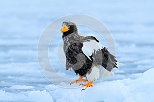 Widlife Japan. Steller`s sea eagle, Haliaeetus pelagicus, bird with catch fish, with white snow, Hokkaido, Japan. Eagle on ice. W