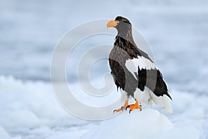 Widlife Japan. Steller`s sea eagle, Haliaeetus pelagicus, bird with catch fish, with white snow, Hokkaido, Japan. Wildlife action