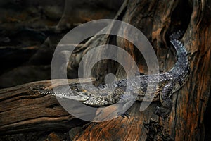 Widlife near the water, Australia. Australian freshwater crocodile, Crocodylus johnsoni, Johnstone`s crocodile or also known as