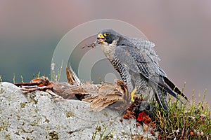 Widlife scene from nature, animal behaviour. Peregrine Falcon, Falco peregrinus, with kill Common Pheasant on stone. Orange autumn