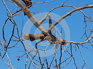 Widow-Maker Hanging Out In A Tree