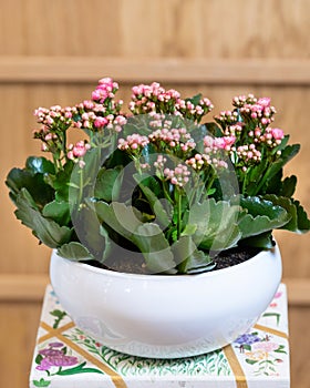 Widow`s-thrill, Kalanchoe in the white pot