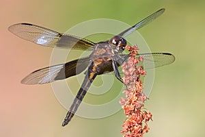 Widow Skimmer