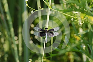 Widow Skimmer