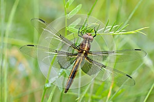 Widow Skimmer dragonfly