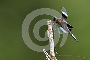 Widow Skimmer dragonfly