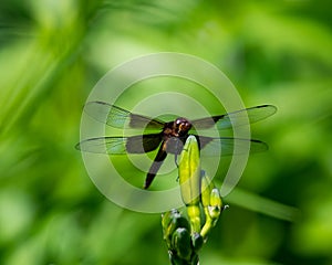 A Widow Skimmer dragonfly
