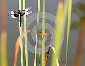 Widow Skimmer Dragonfly adult male perched on water grass Ãâtem