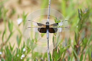 Widow Skimmer Dragonfly - Libellula luctuosa photo