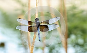Widow Skimmer Dragonfly Libellula luctuosa Perched on Vegetation Over Water in Colorado photo