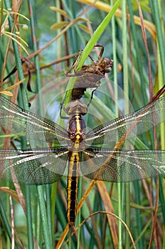 Widow Skimmer Dragonfly and Naiad case