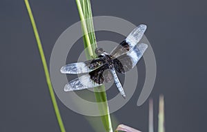 Widow Skimmer Dragonfly over a lake, Walton County, Georgia USA