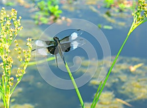 Widow skimmer dragonfly perched on grass