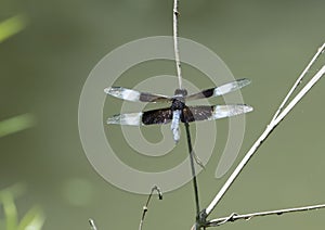 Widow Skimmer Dragonfly resting on a twig
