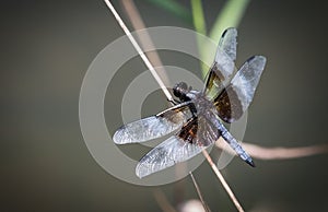 A widow skimmer dragonfly rests on a reed next to Scotts Run Lake