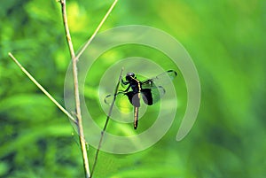 Widow Skimmer Female   50259