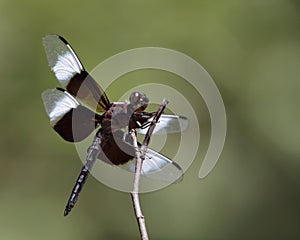 Widow Skimmer (Libellula luctuosa)