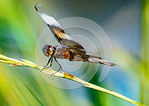 Widow Skimmer Libellula luctuosa profile view